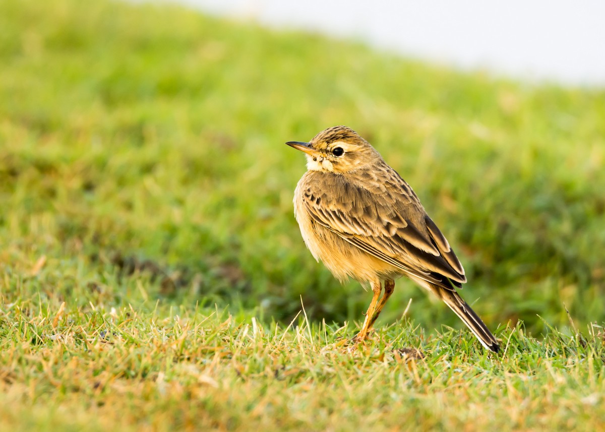 Paddyfield Pipit - ML127359401