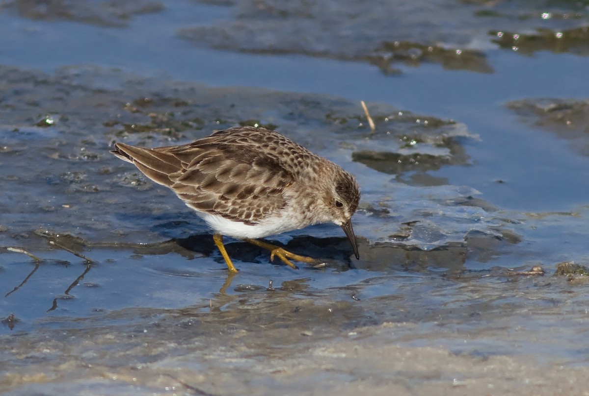 Least Sandpiper - Mark R Johnson