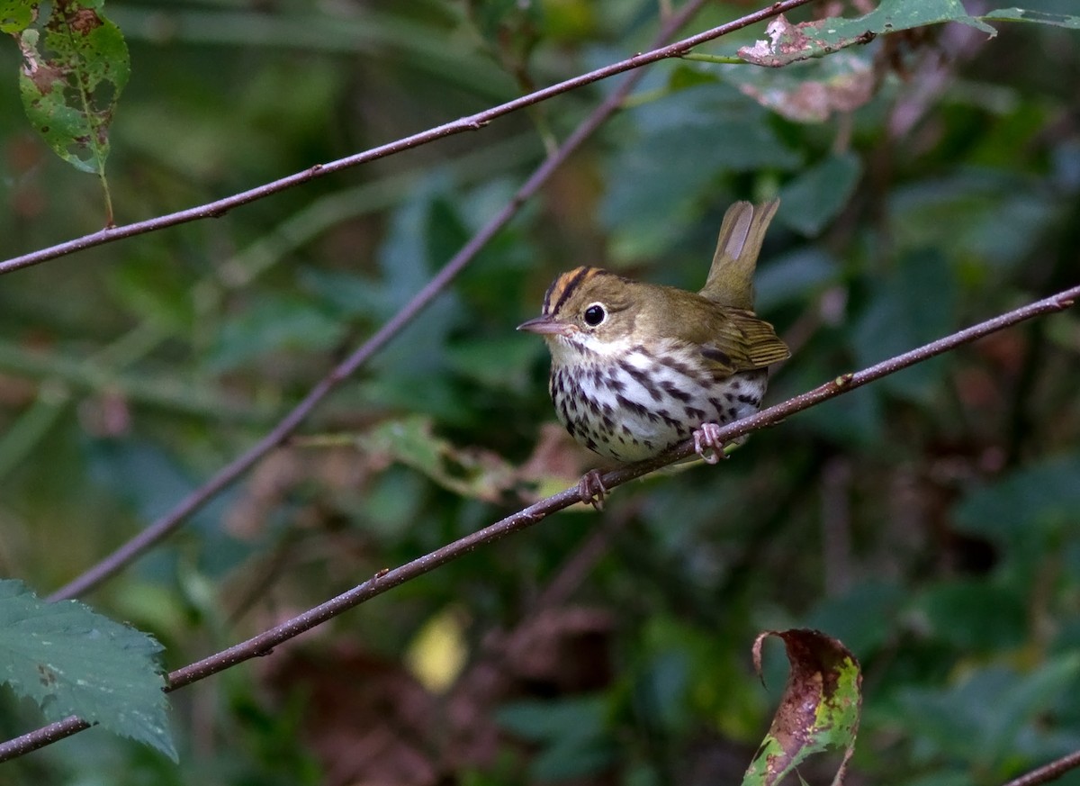 Ovenbird - ML127362241