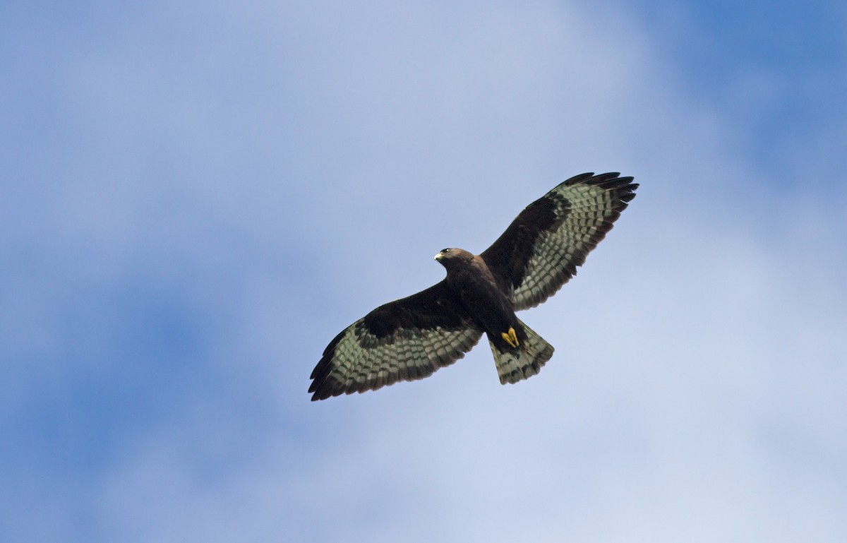 Short-tailed Hawk - Mark R Johnson