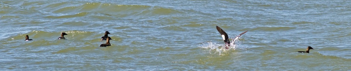 White-winged Scoter - ML127364441