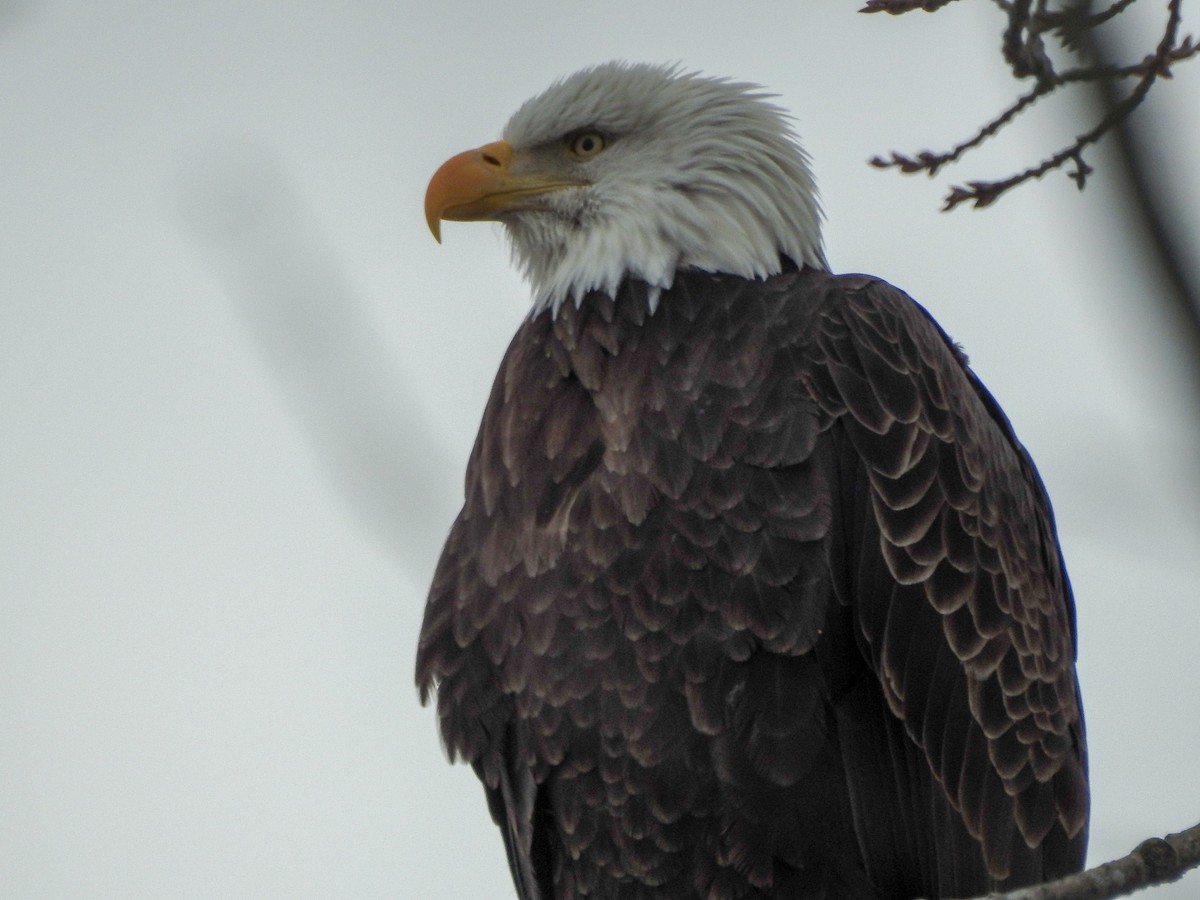 Bald Eagle - ML127364661