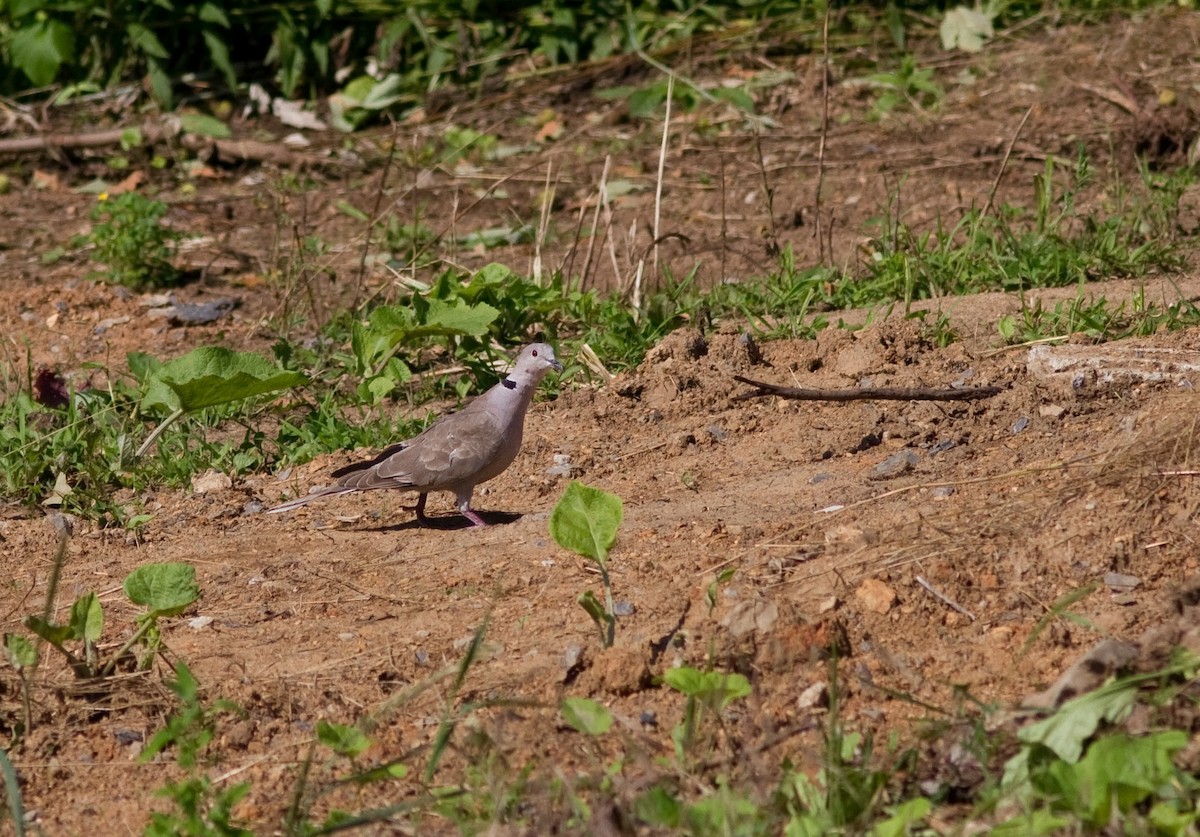 Eurasian Collared-Dove - ML127365381