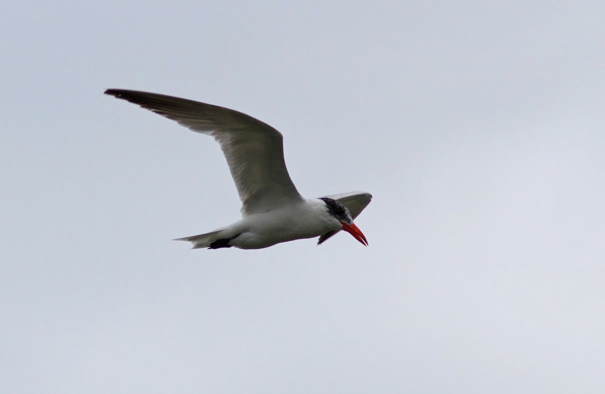 Caspian Tern - ML127365771