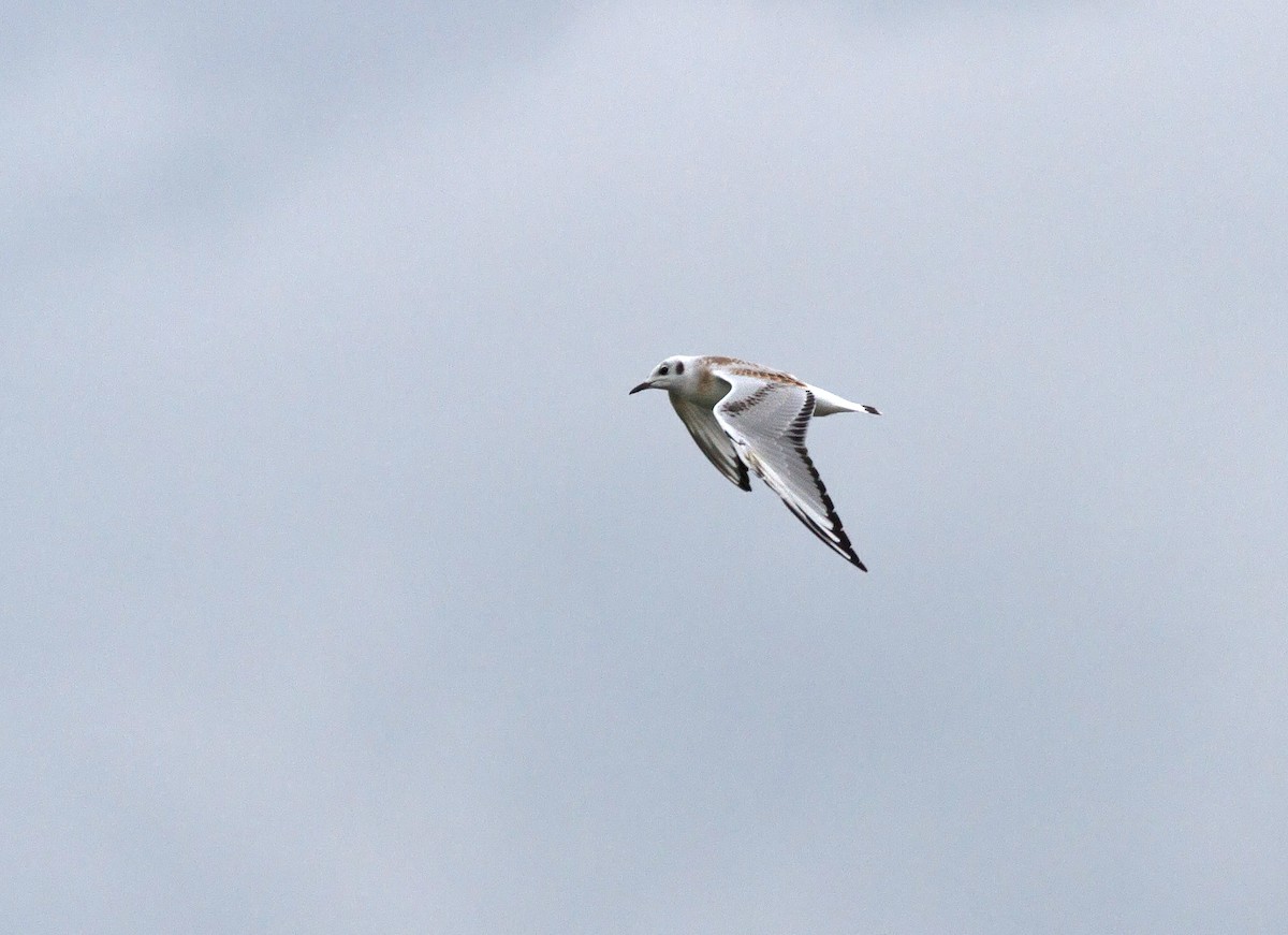 Mouette de Bonaparte - ML127365791