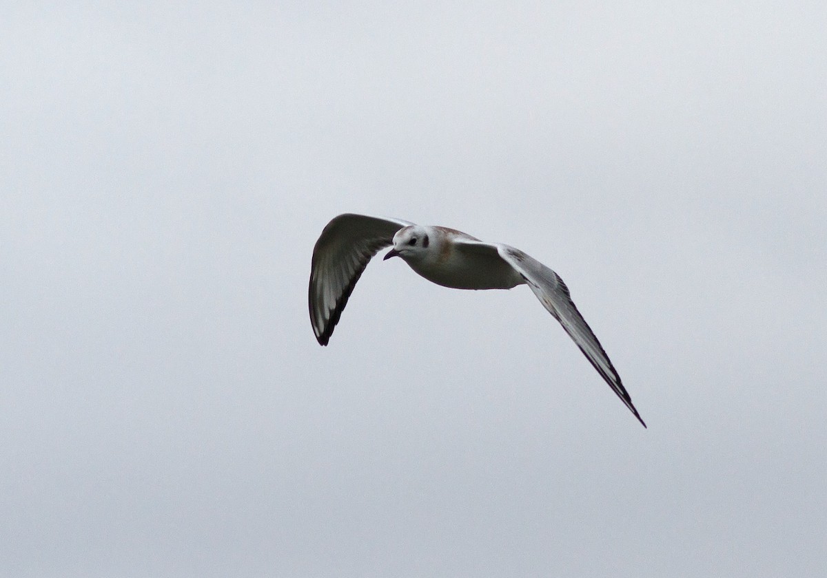 Mouette de Bonaparte - ML127365801