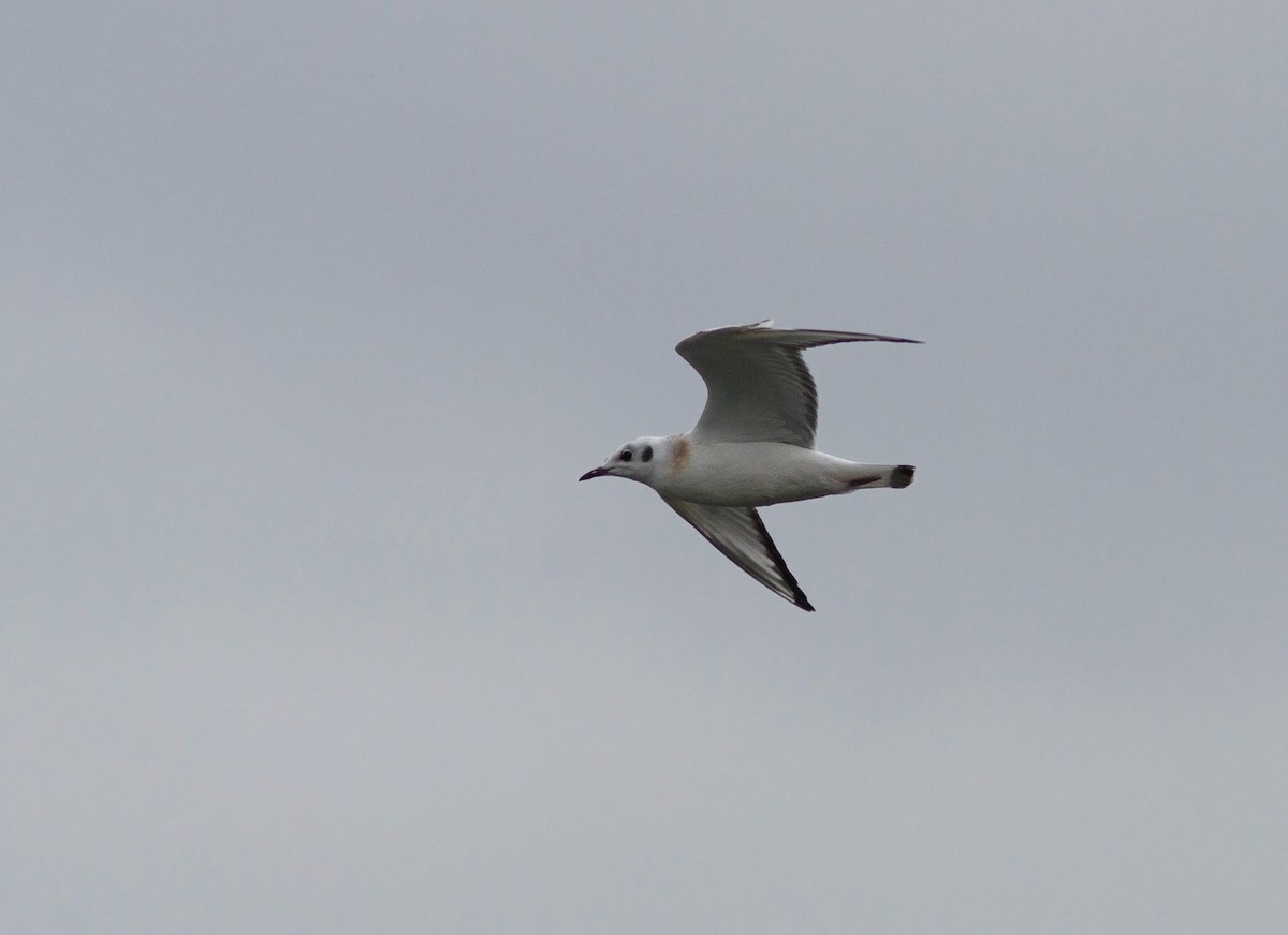 Bonaparte's Gull - ML127365831