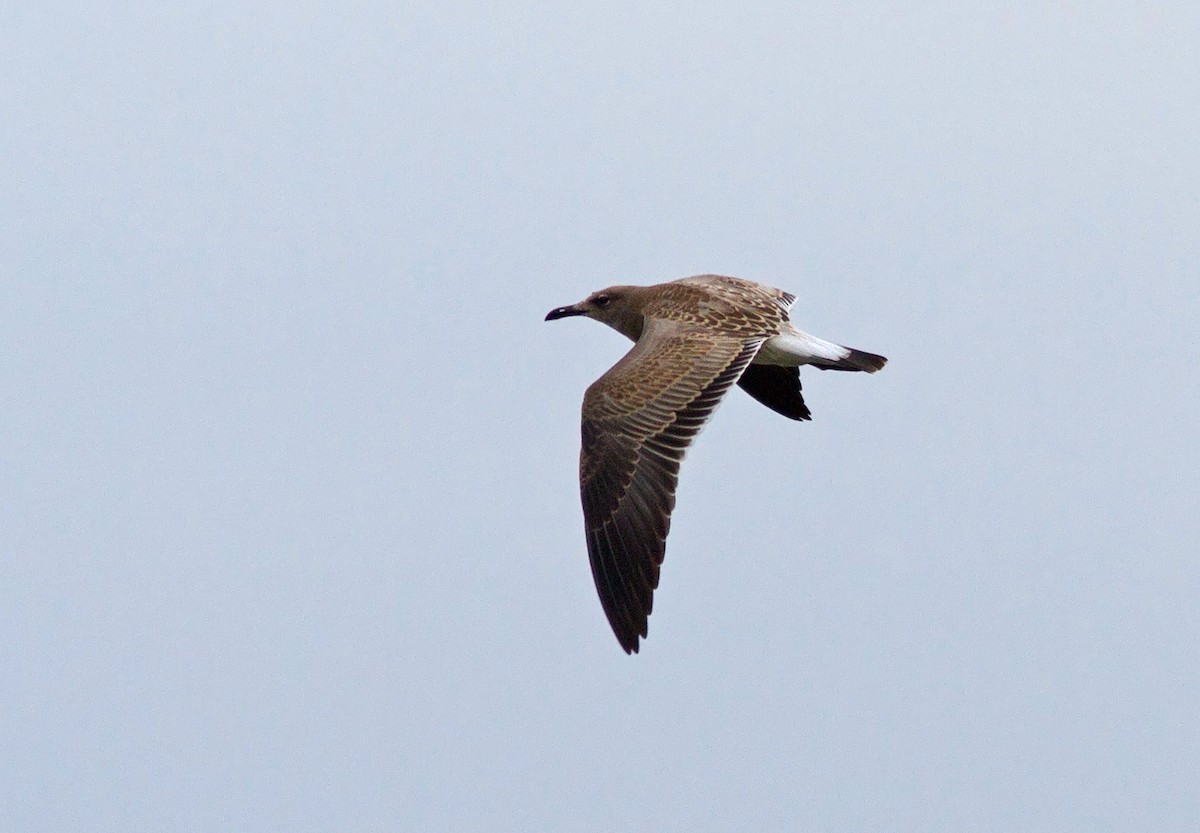 Laughing Gull - ML127365841