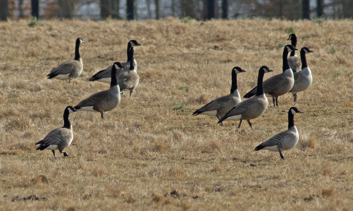 Cackling Goose (Richardson's) - ML127367261