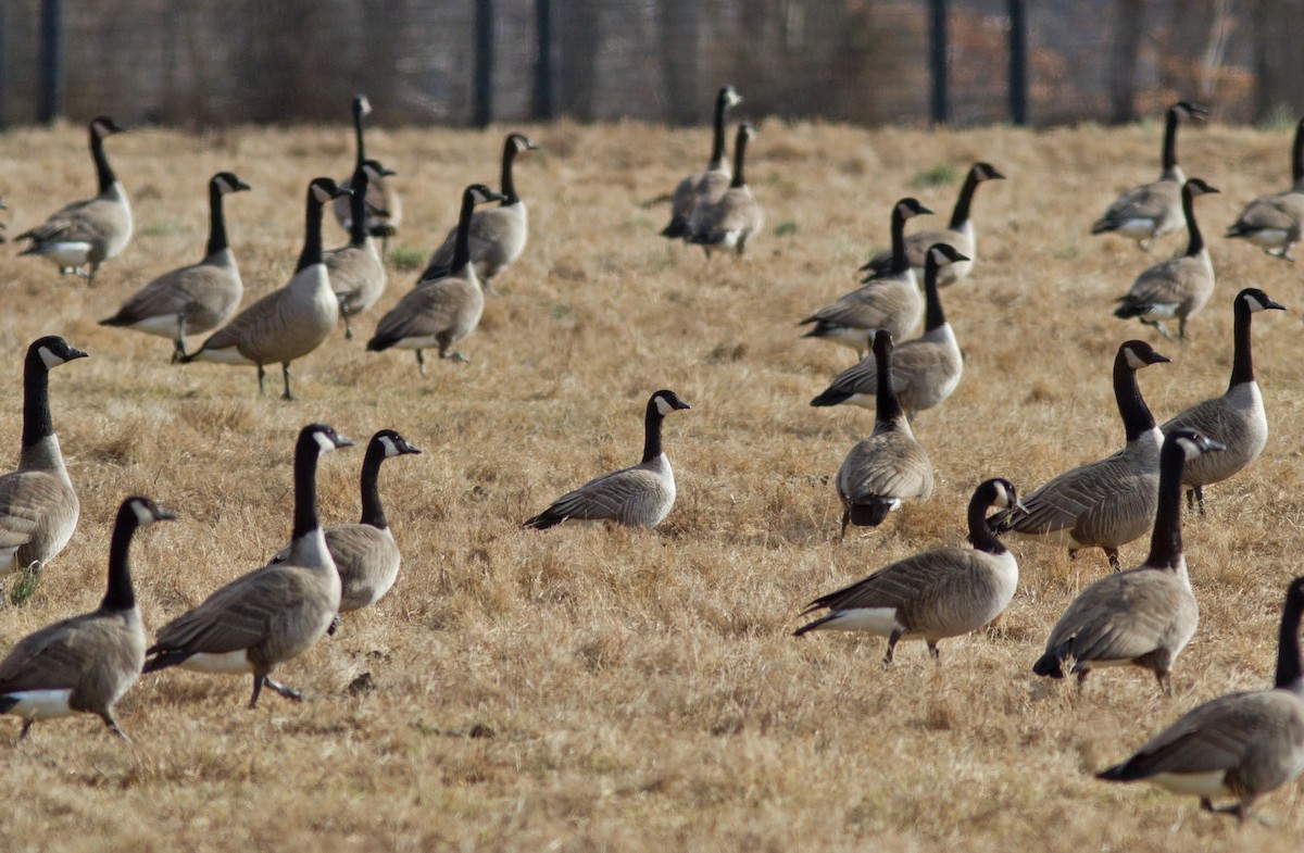 Cackling Goose (Richardson's) - ML127367291