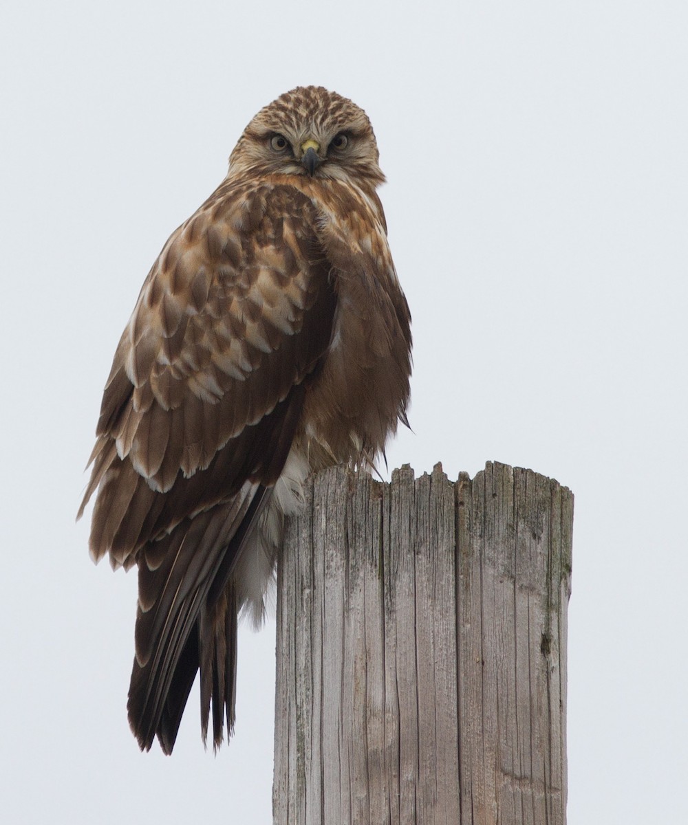 Rough-legged Hawk - ML127367361