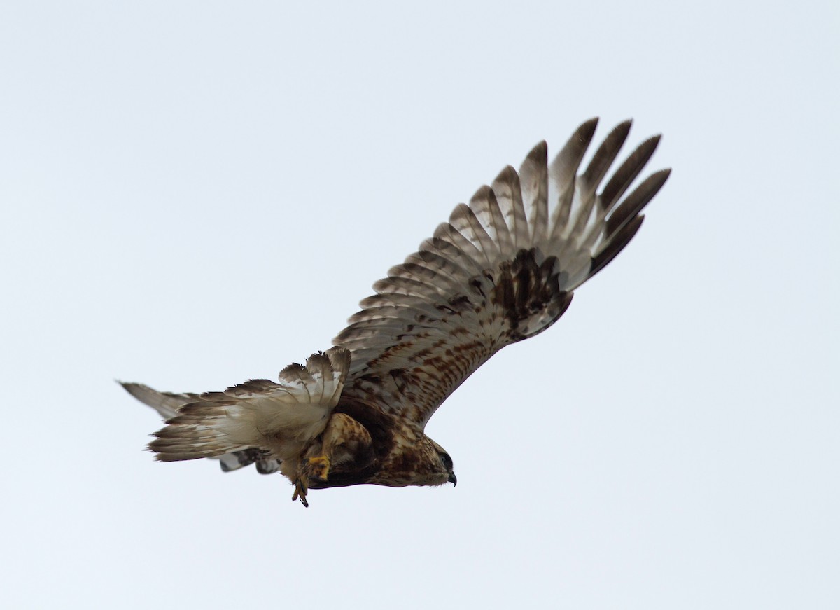 Rough-legged Hawk - ML127367391