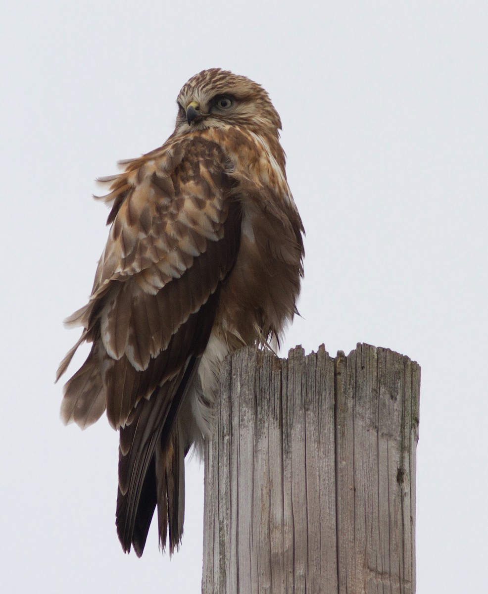 Rough-legged Hawk - ML127367401