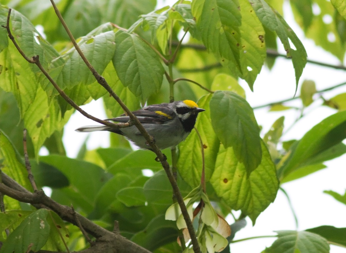 Golden-winged Warbler - ML127370401