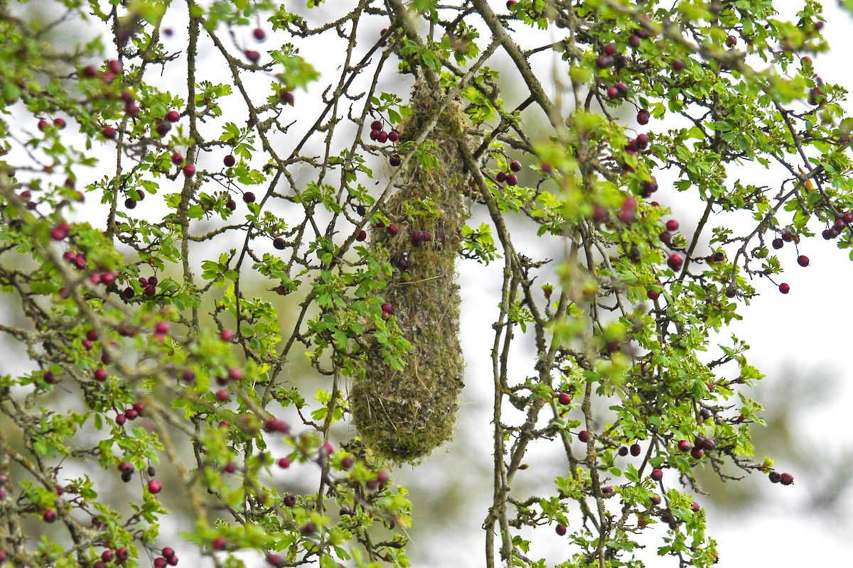 Bushtit (Pacific) - Grace Oliver