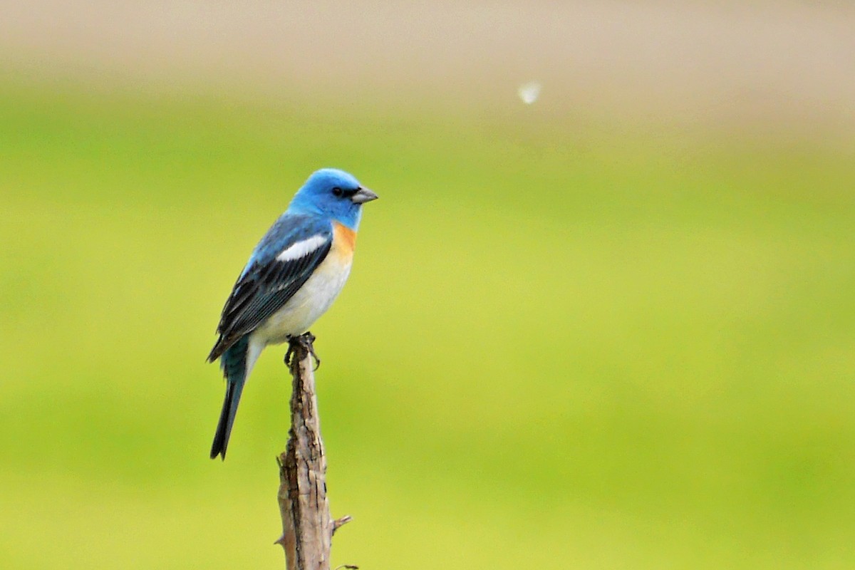 Lazuli Bunting - ML127375561