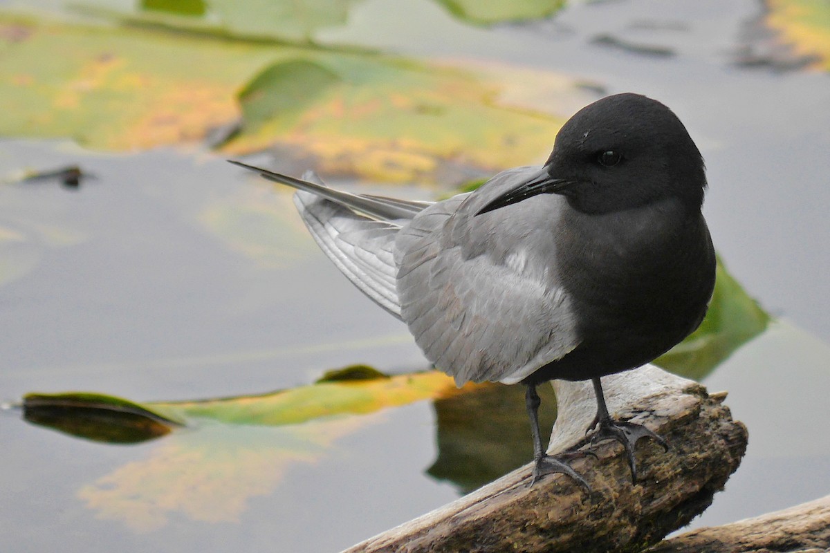 Black Tern - Grace Oliver