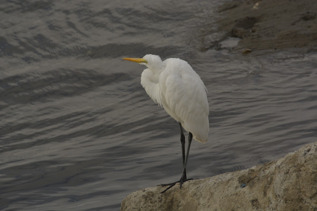 Great Egret - 智偉(Chih-Wei) 張(Chang)