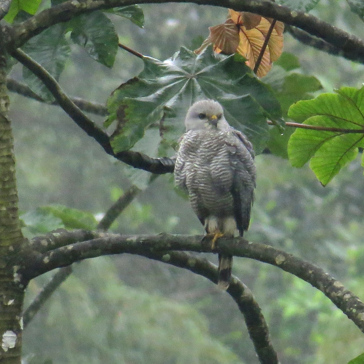 Silberbussard - ML127377321