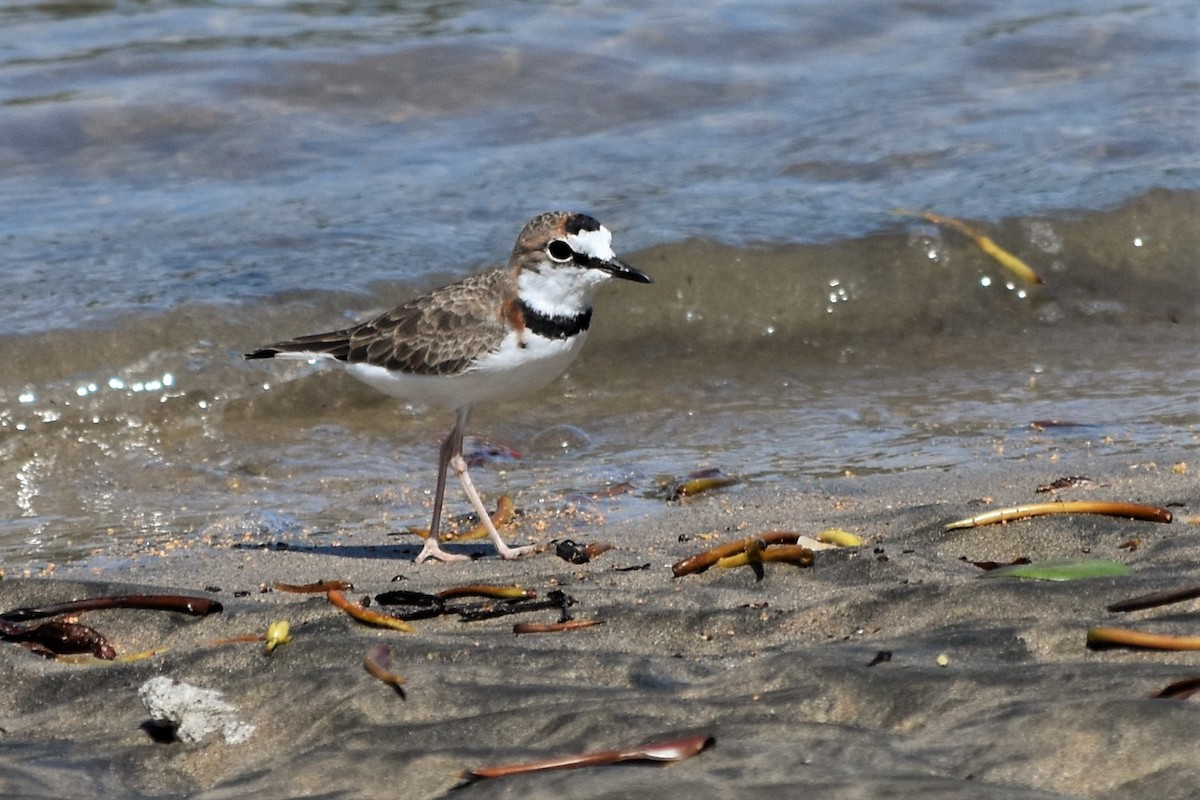 Collared Plover - Sandy Bowie