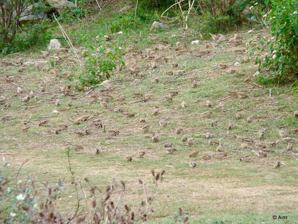 House Sparrow - ML127380161