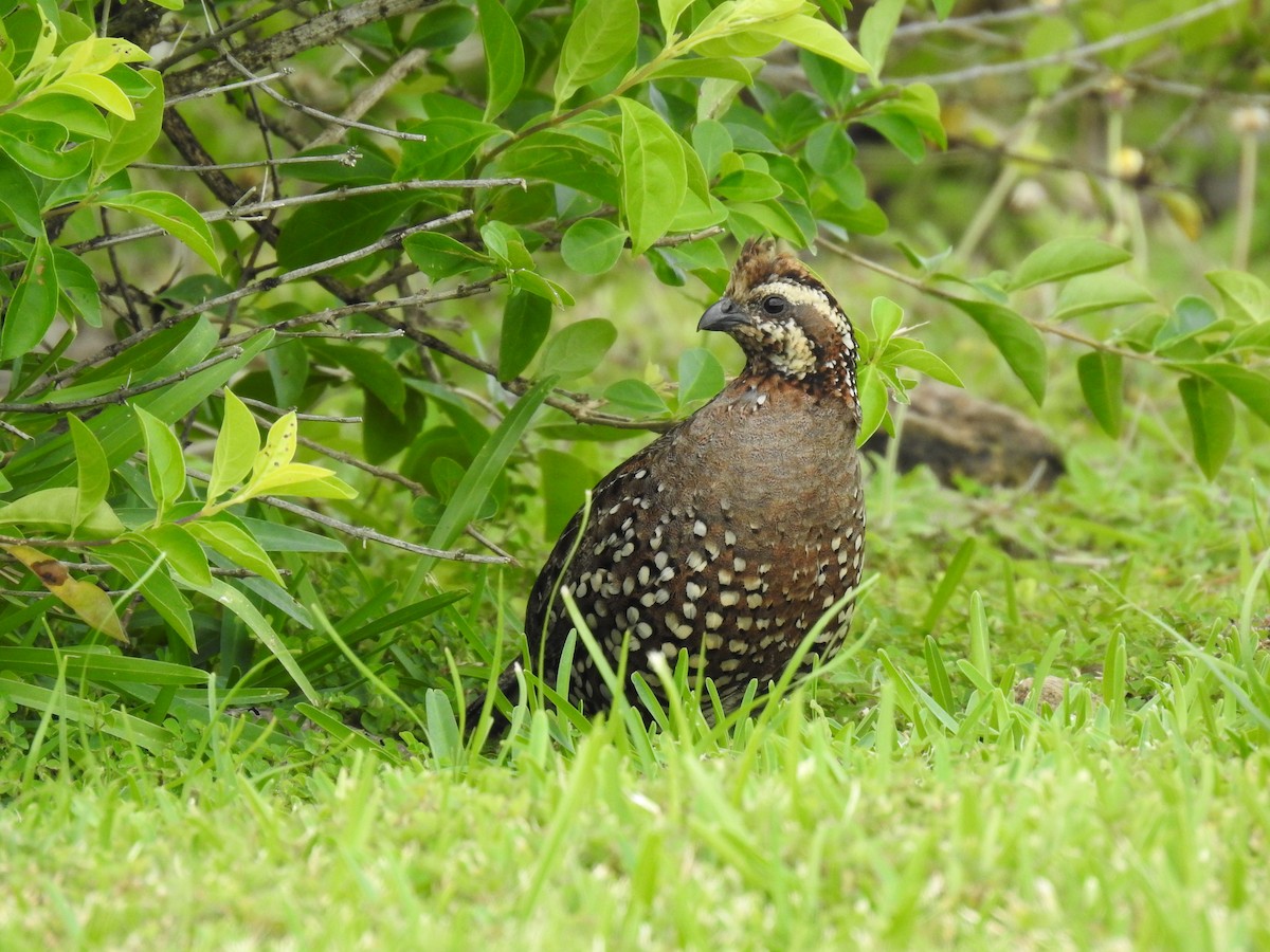 Spot-bellied Bobwhite - ML127381011