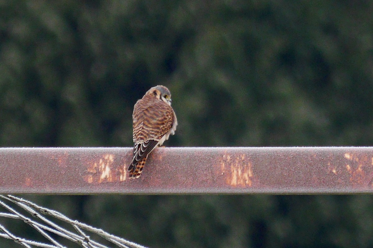 American Kestrel - ML127381471