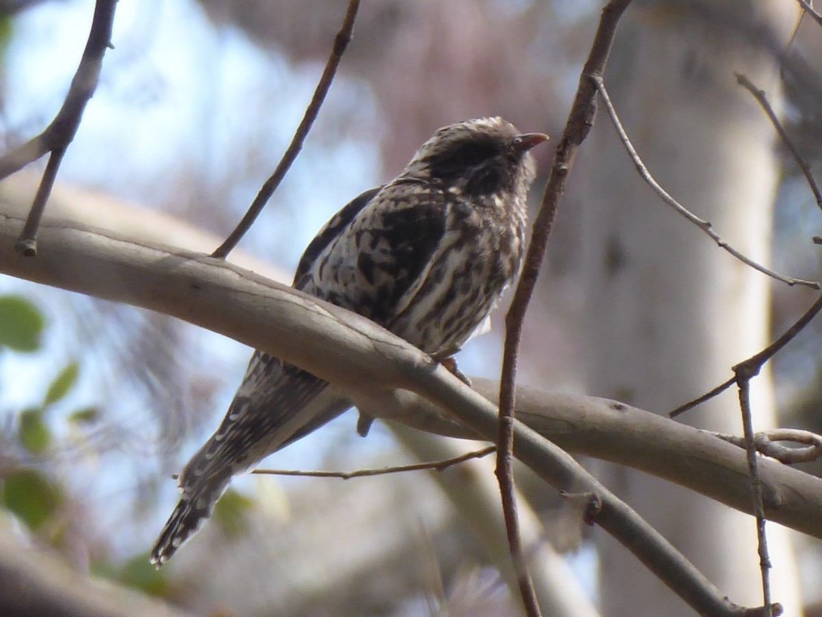 Pallid Cuckoo - Christine D