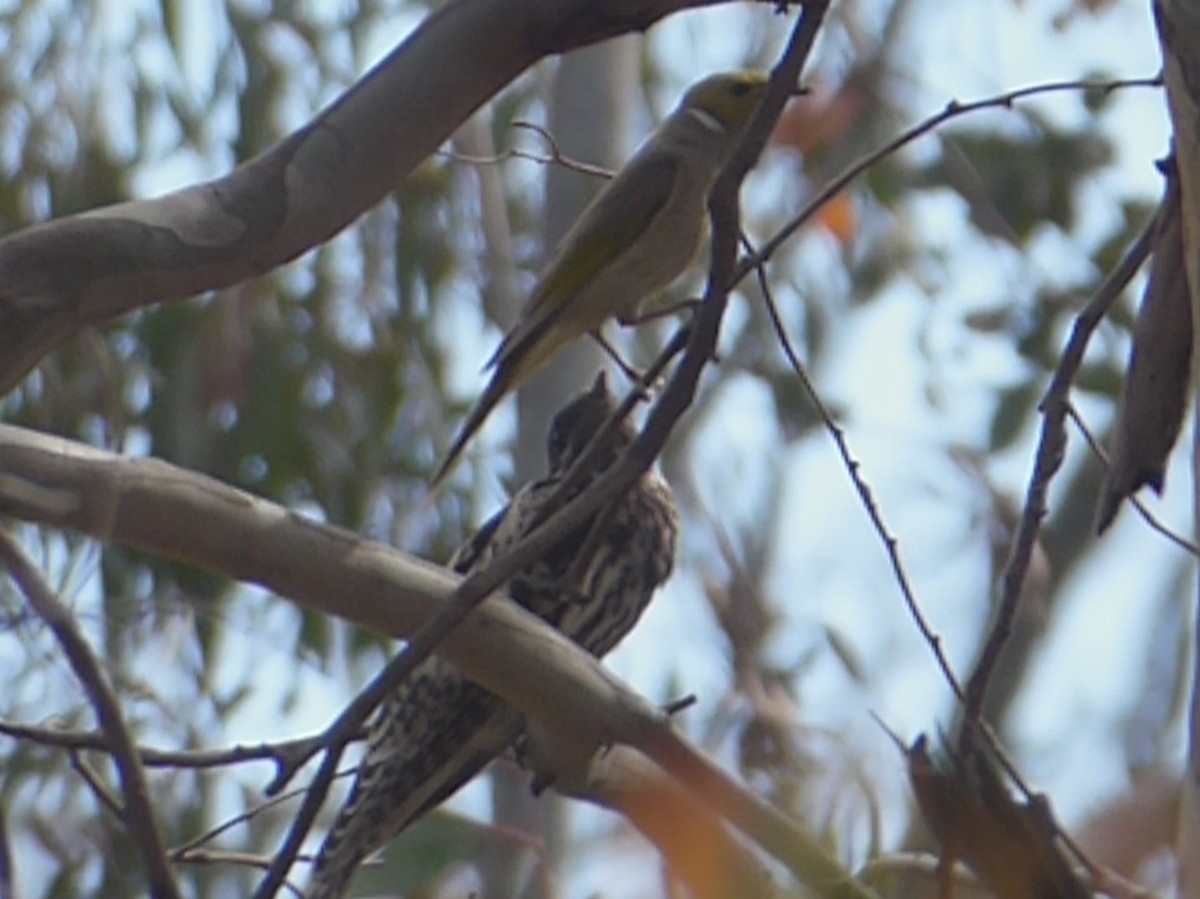 Pallid Cuckoo - ML127383221