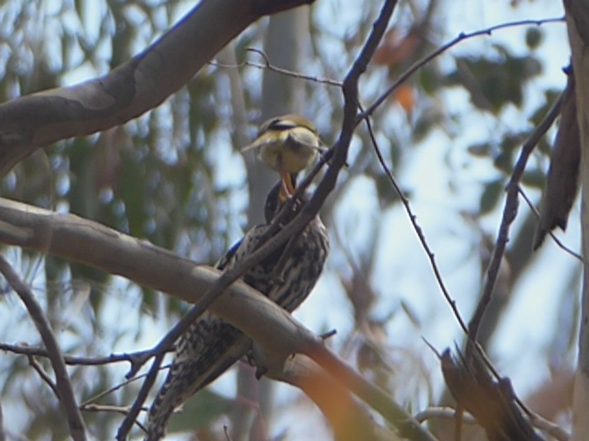 Pallid Cuckoo - ML127383381