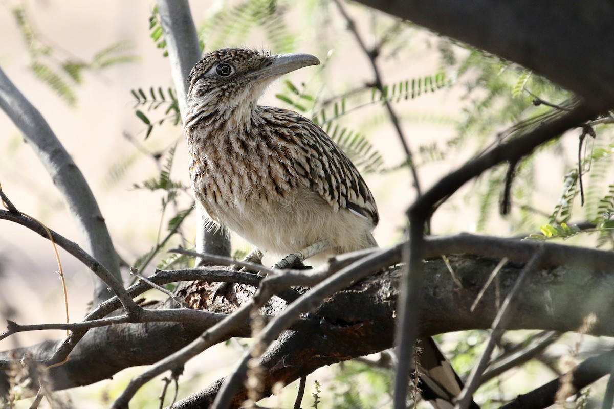 Greater Roadrunner - Russ Morgan