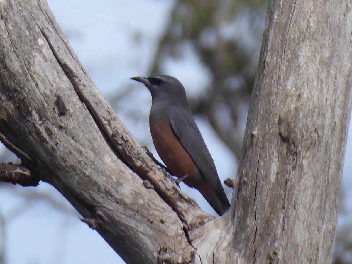 White-browed Woodswallow - ML127384041