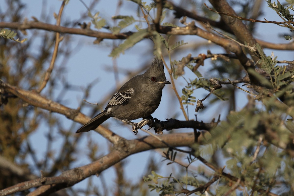 Kara Faynopepla - ML127384571