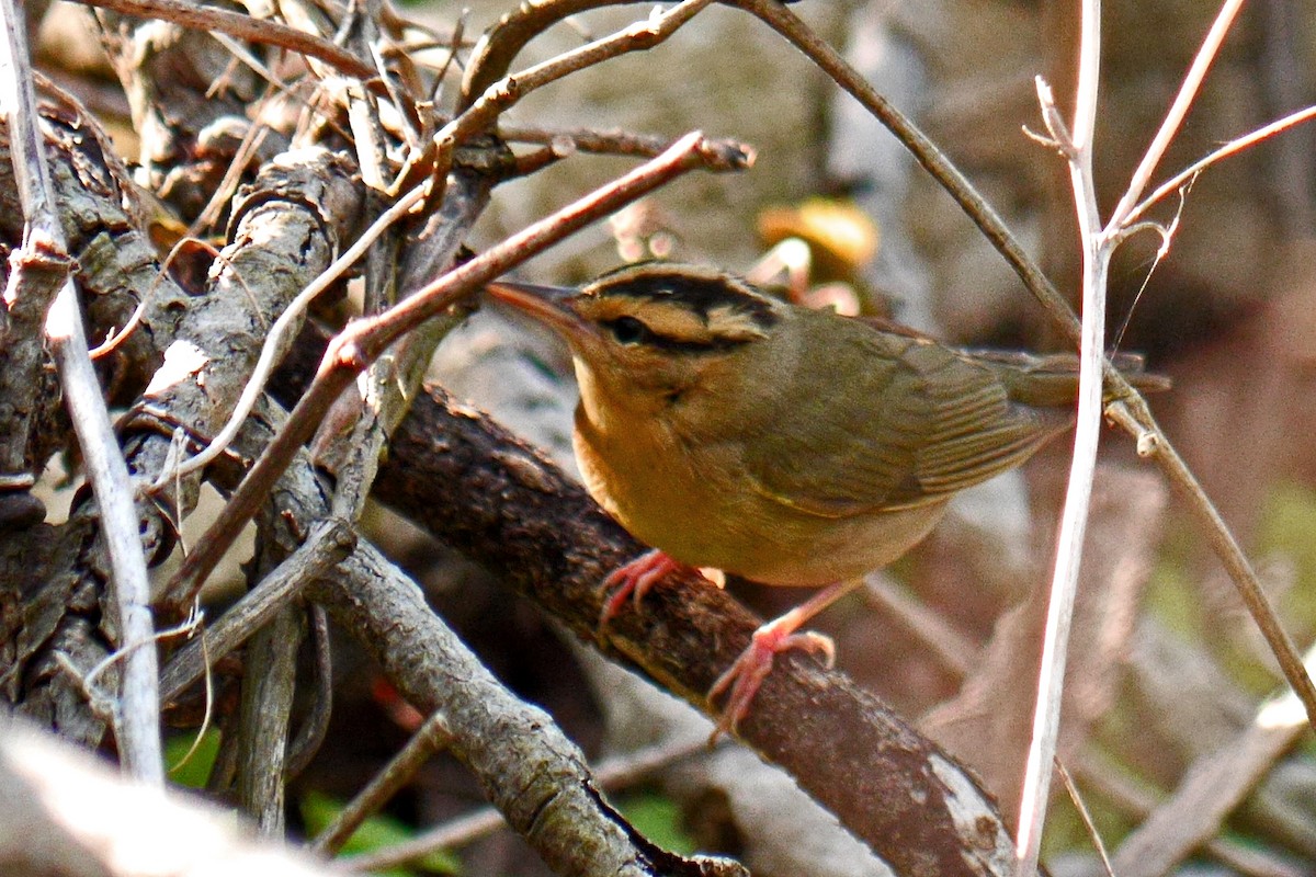 Worm-eating Warbler - ML127384781