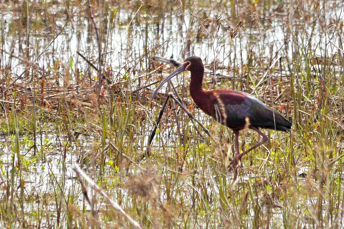 Ibis à face blanche - ML127385051