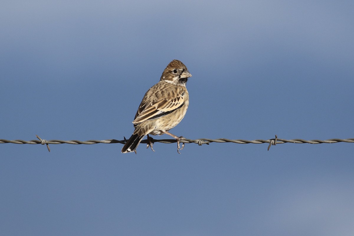 Lark Bunting - ML127385381