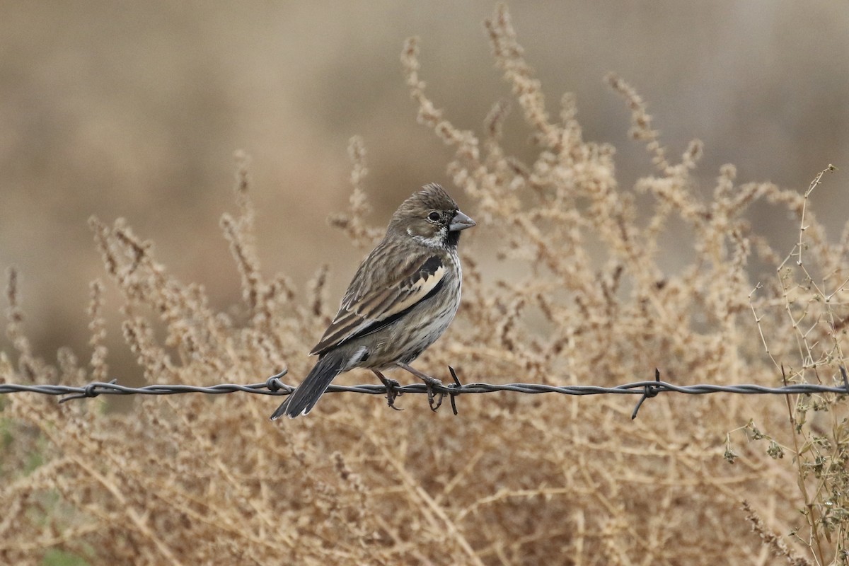 Lark Bunting - ML127385411