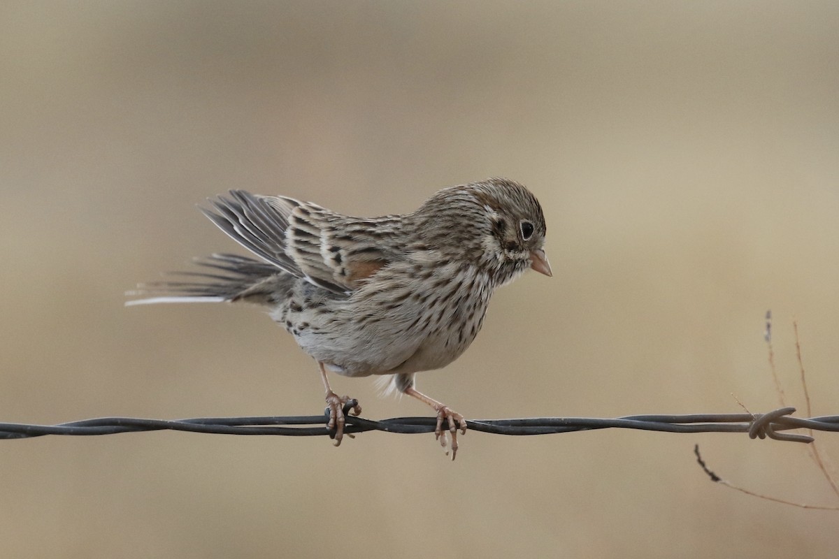 Vesper Sparrow - ML127385611