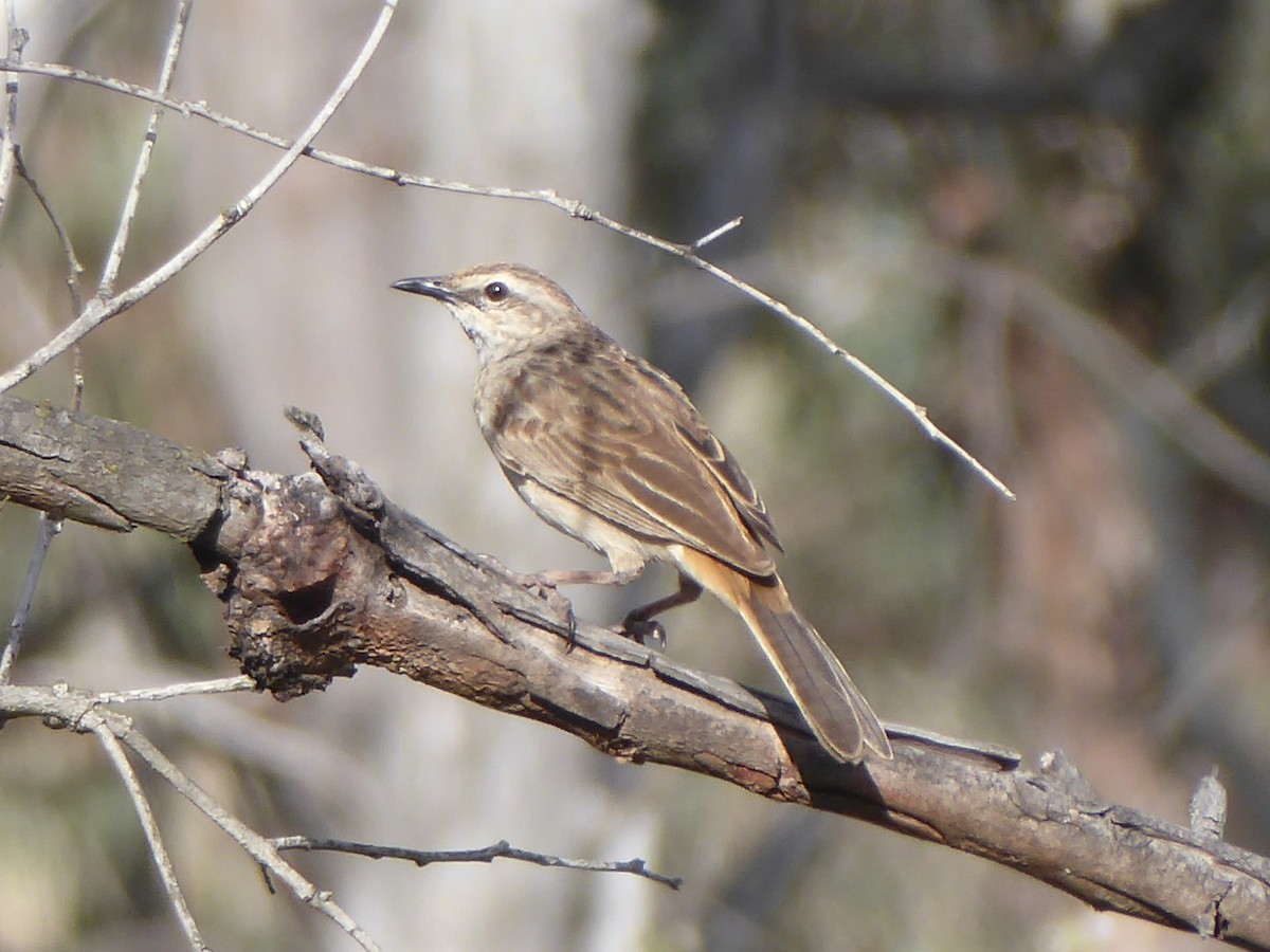 Rufous Songlark - ML127385821