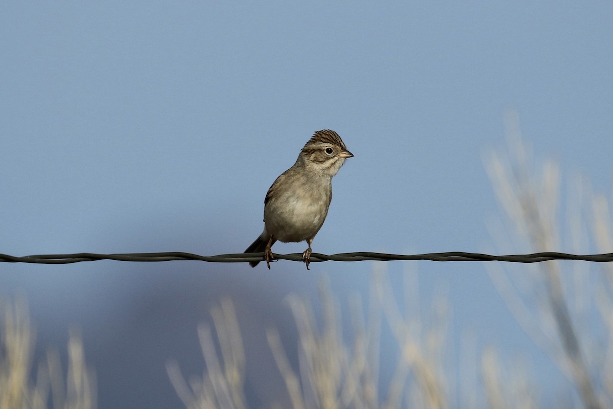 Brewer's Sparrow - ML127385941