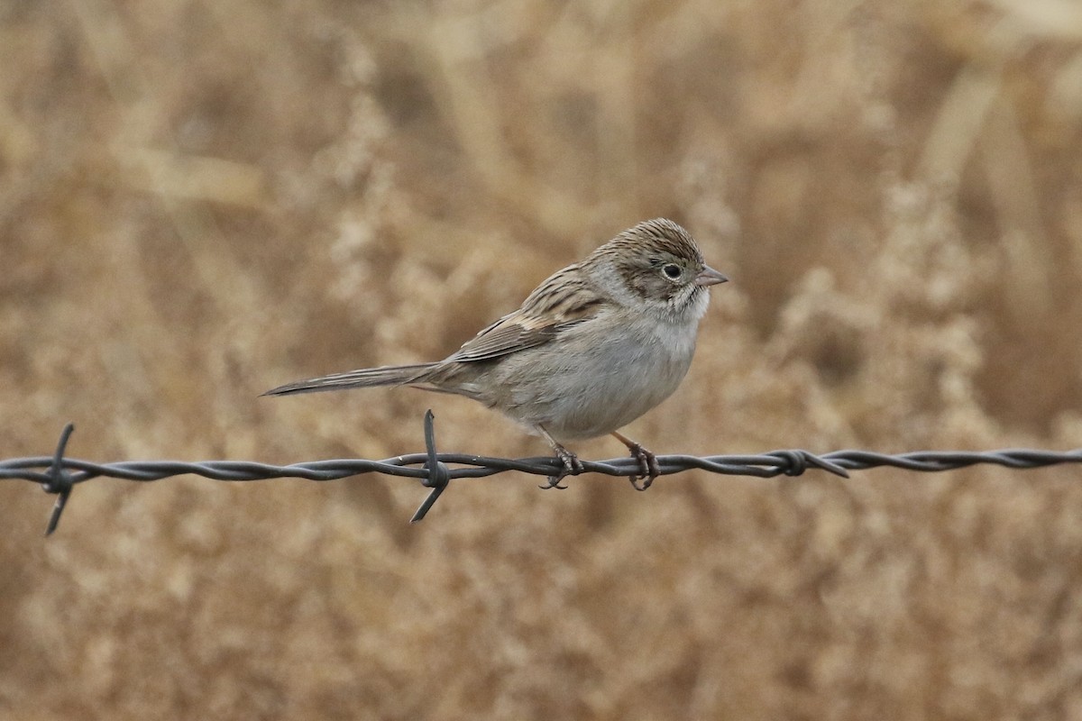 Brewer's Sparrow - Russ Morgan