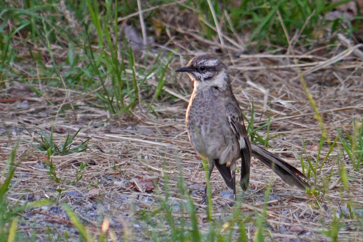 Long-tailed Mockingbird - ML127386961
