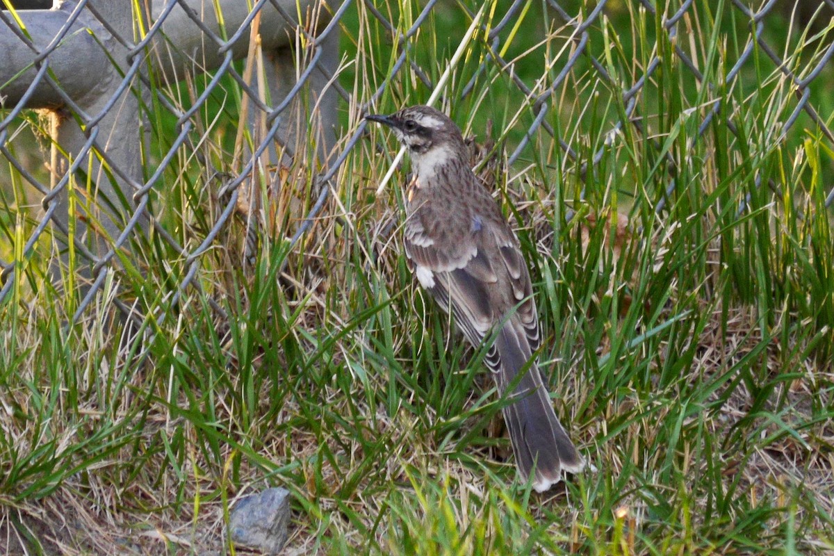 Long-tailed Mockingbird - Grace Oliver