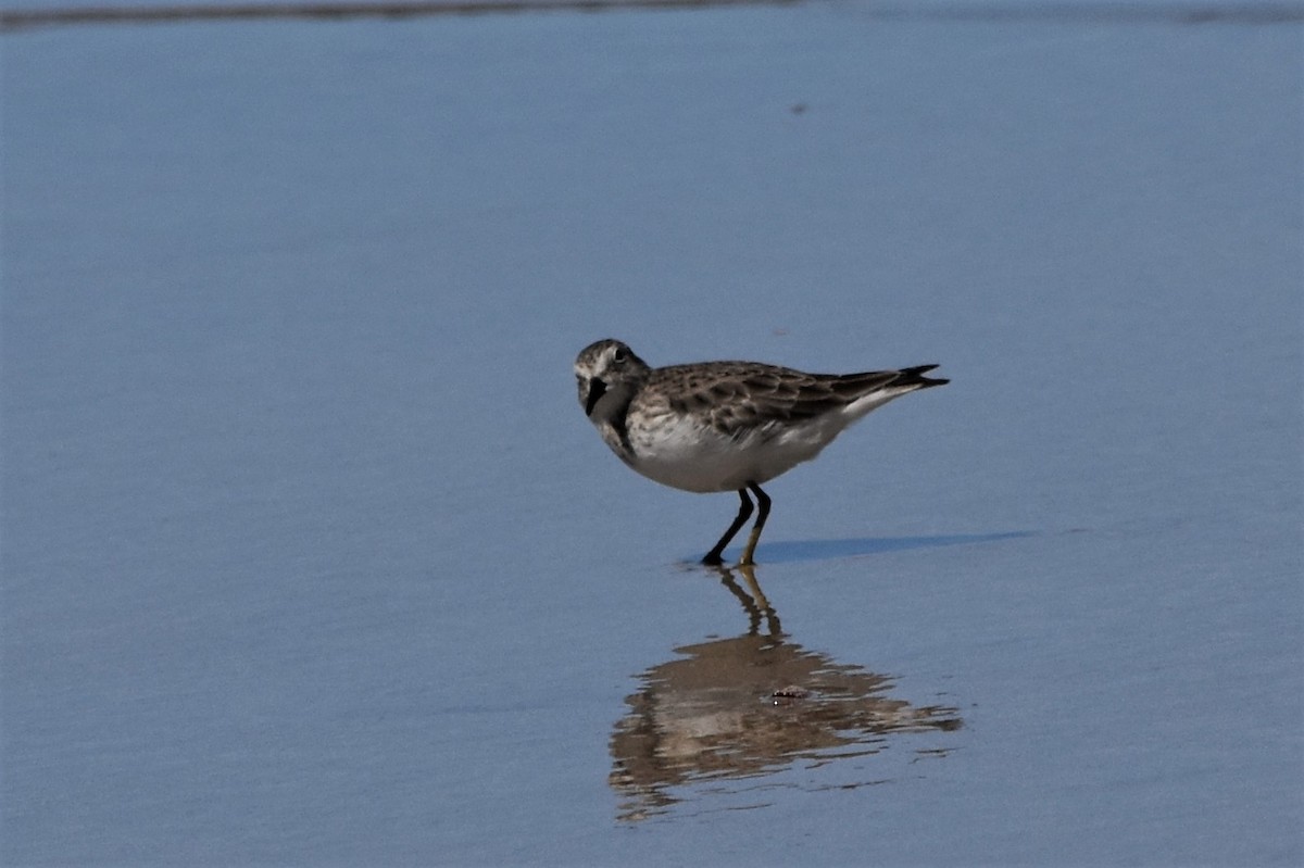 Semipalmated Sandpiper - ML127388001