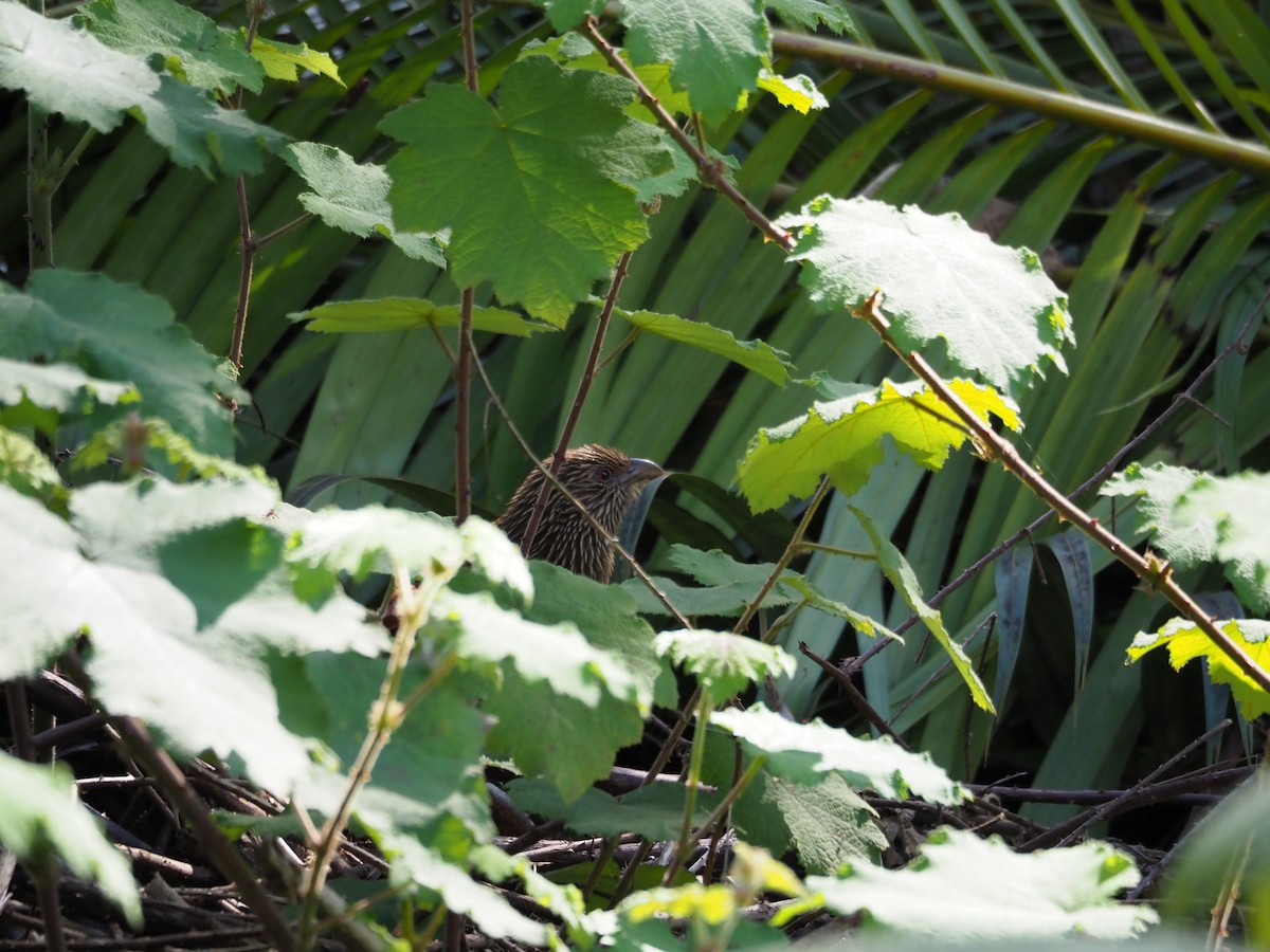 Coucal toulou - ML127388581