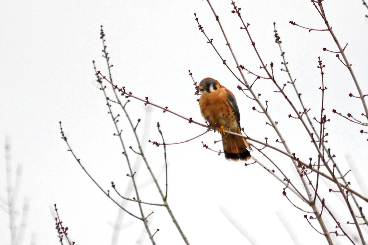 American Kestrel - ML127391781