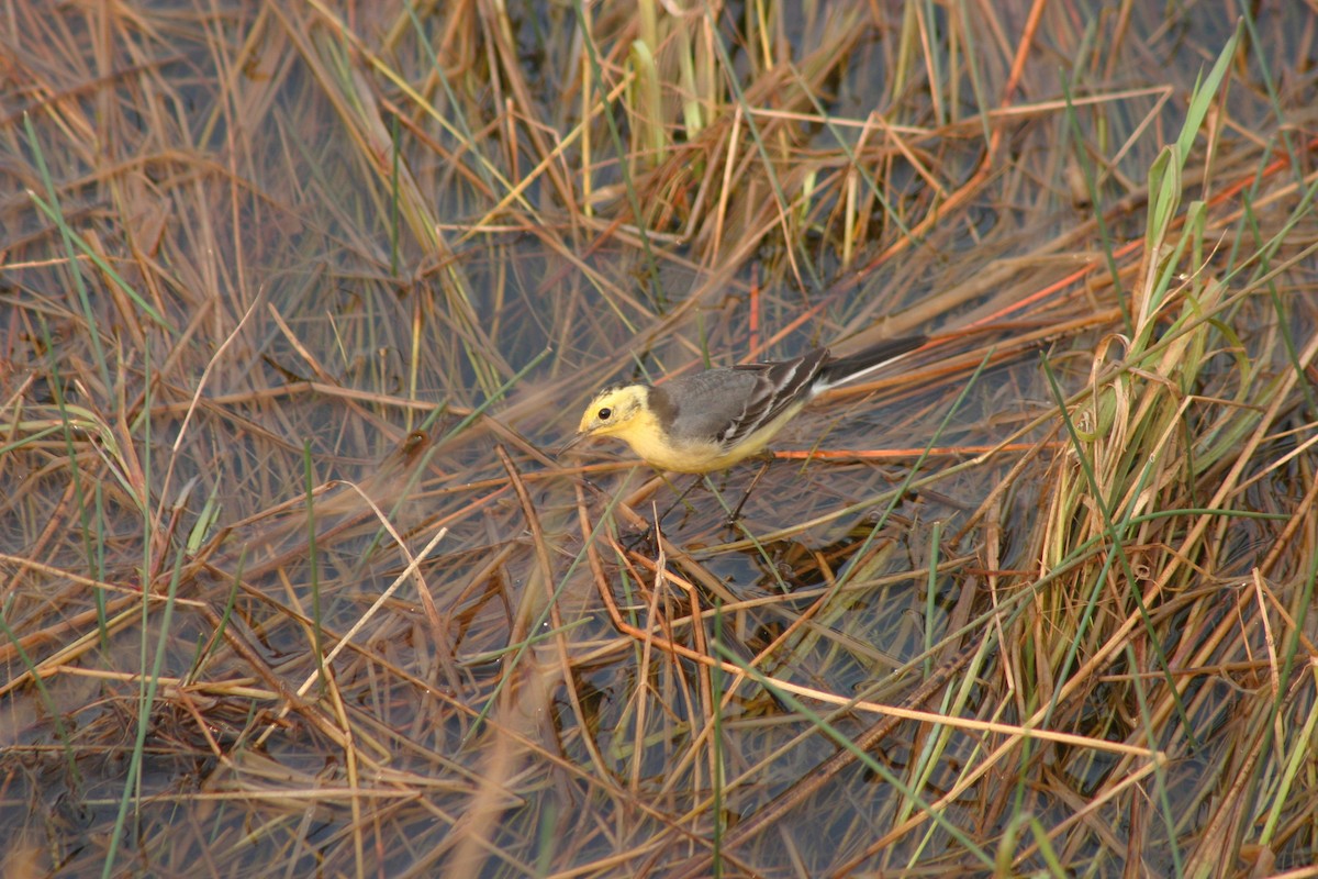 Citrine Wagtail - Nige Hartley