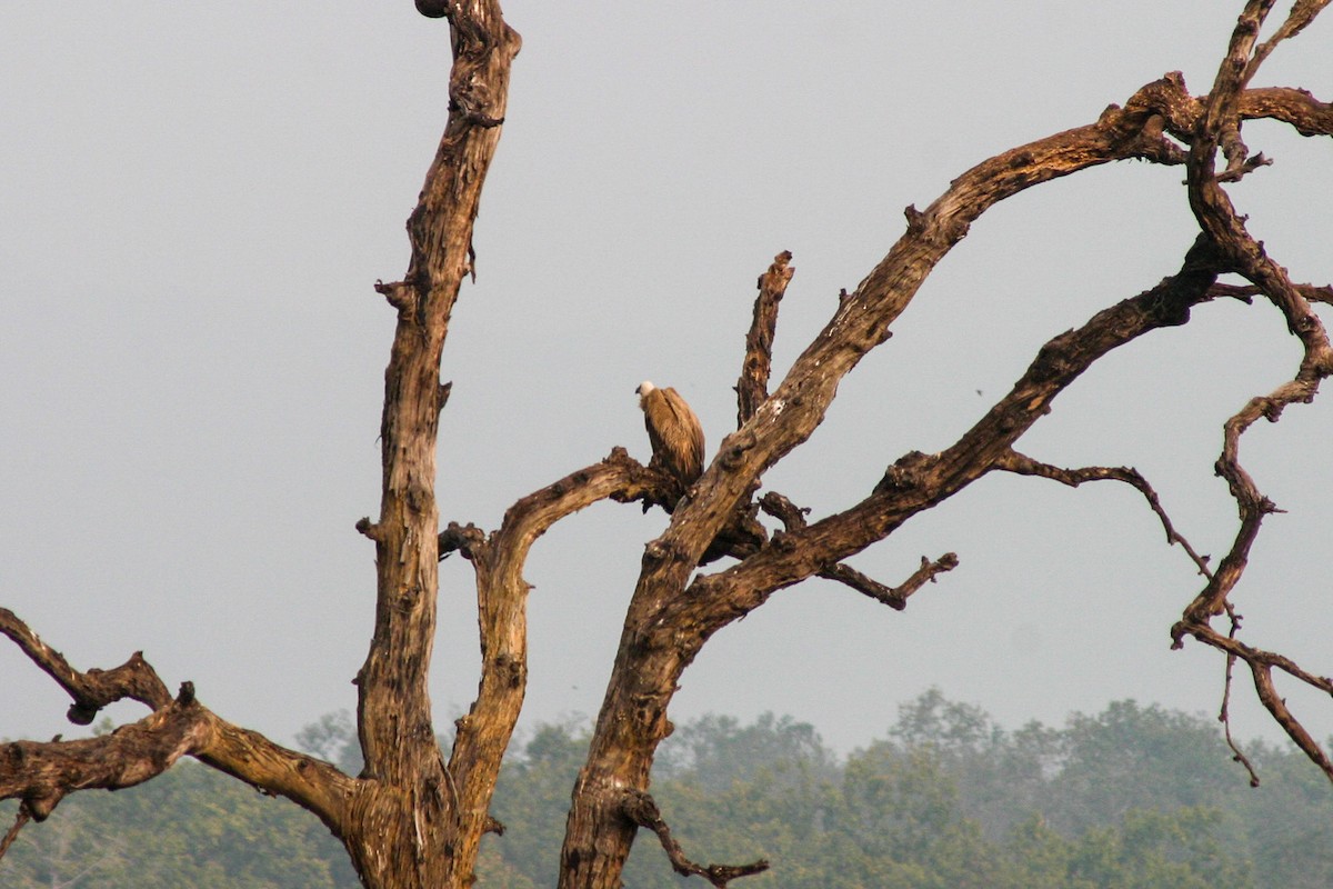 Indian Vulture - ML127394861