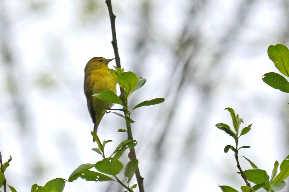 Orange-crowned Warbler (lutescens) - ML127397341