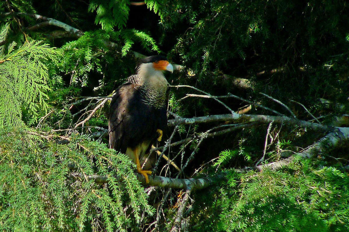 Caracara Carancho (norteño) - ML127399521